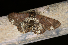 Abaciscus tristis