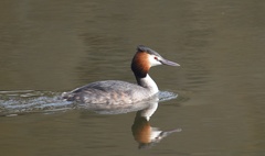 Podiceps cristatus