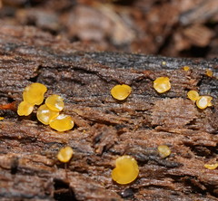 Orbilia xanthostigma