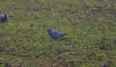 Columba oenas