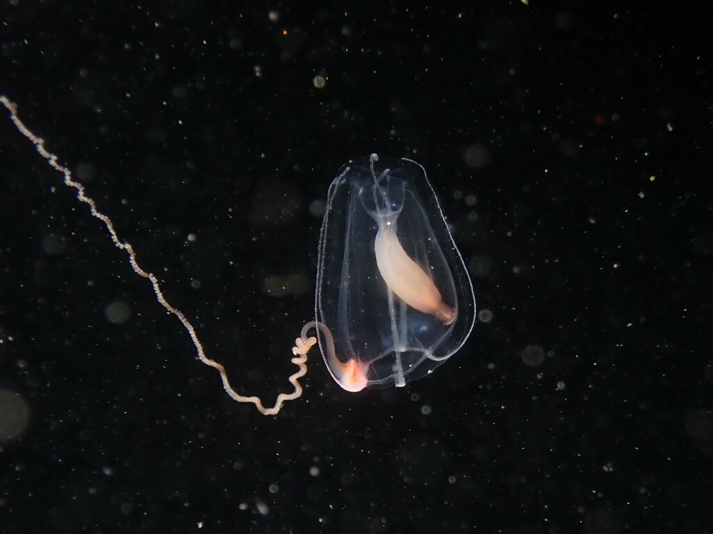 Hybocodon