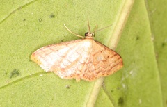 Idaea impexa