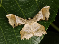 Krananda oliveomarginata