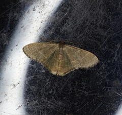 Lophophleps triangularis