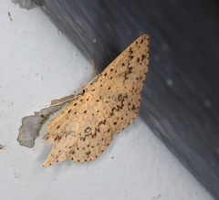 Perixera decretarioides