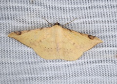 Luxiaria phyllosaria