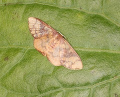 Metallaxis semipurpurascens