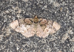 Microcalcarifera obscura