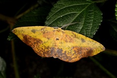 Omiza pachiaria