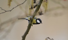 Parus major