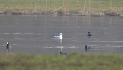 Chroicocephalus ridibundus