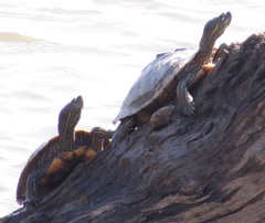 Graptemys ouachitensis