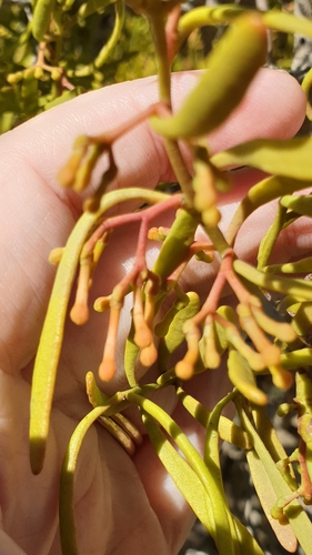 Image of Amyema melaleucae by (c) Rosalie Lawrence, some rights reserved (CC BY)
