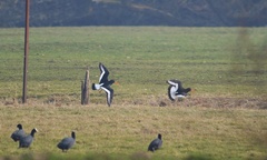 Haematopus ostralegus