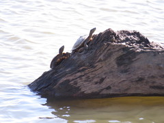 Graptemys ouachitensis