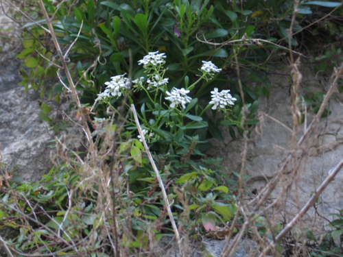 iberka vždyzelená (Iberis sempervirens)