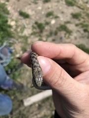 Dolichophis jugularis