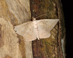 Plesiomorpha punctilinearia