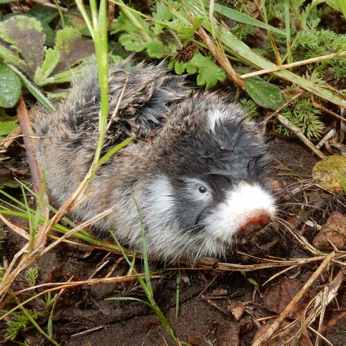 Cape Mole-rat (Georychus capensis)