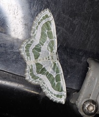 Pseudeuchlora kafebera