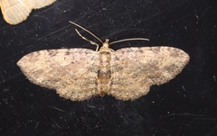 Pseudocollix hyperythra