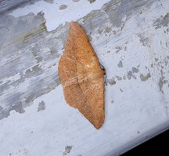 Pseudonadagara semicolor