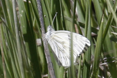 Pontia sisymbrii