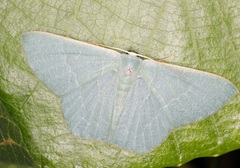 Thalassodes immissaria