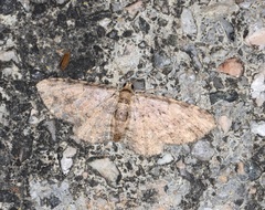 Pseudocollix hyperythra