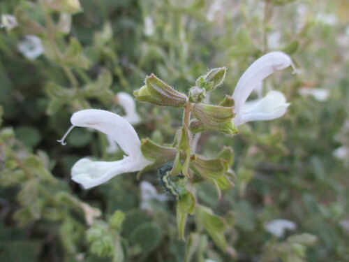 Image of Salvia garipensis by no rights reserved