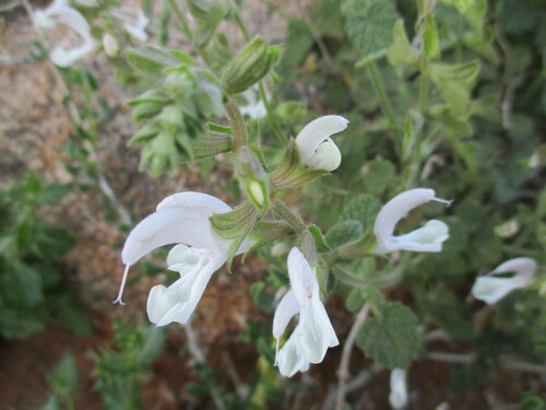 Image of Salvia garipensis by no rights reserved