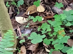 Scincella formosensis