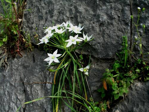 bledavka rozdielna (Ornithogalum divergens)