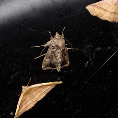 Argyrogramma signata