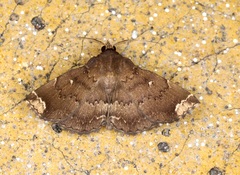 Adrapsa quadrilinealis