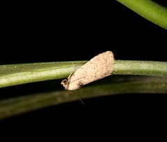Anachrostis