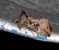 Argyrogramma signata