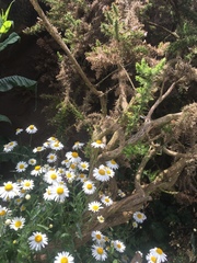 Leucanthemum × superbum