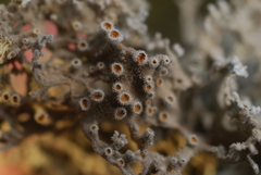 Seirophora villosa image