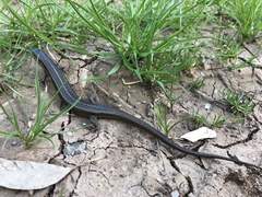 Heremites vittatus
