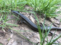 Heremites vittatus