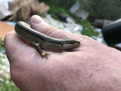 Heremites vittatus