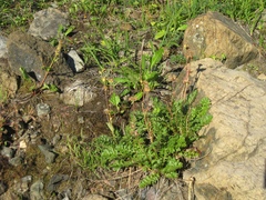 Geum glaciale