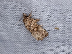 Callopistria guttulalis