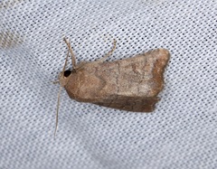 Athetis stellulata