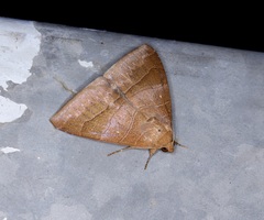 Bastilla absentimacula