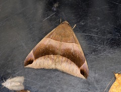 Bastilla maturescens