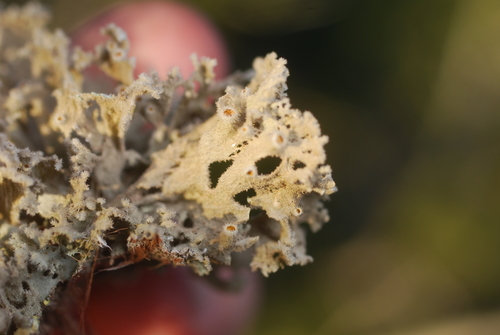 Seirophora villosa image