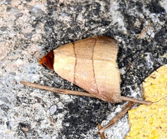 Plecoptera luteiceps