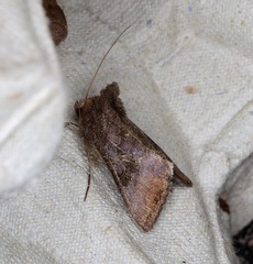 Thysanoplusia reticulata